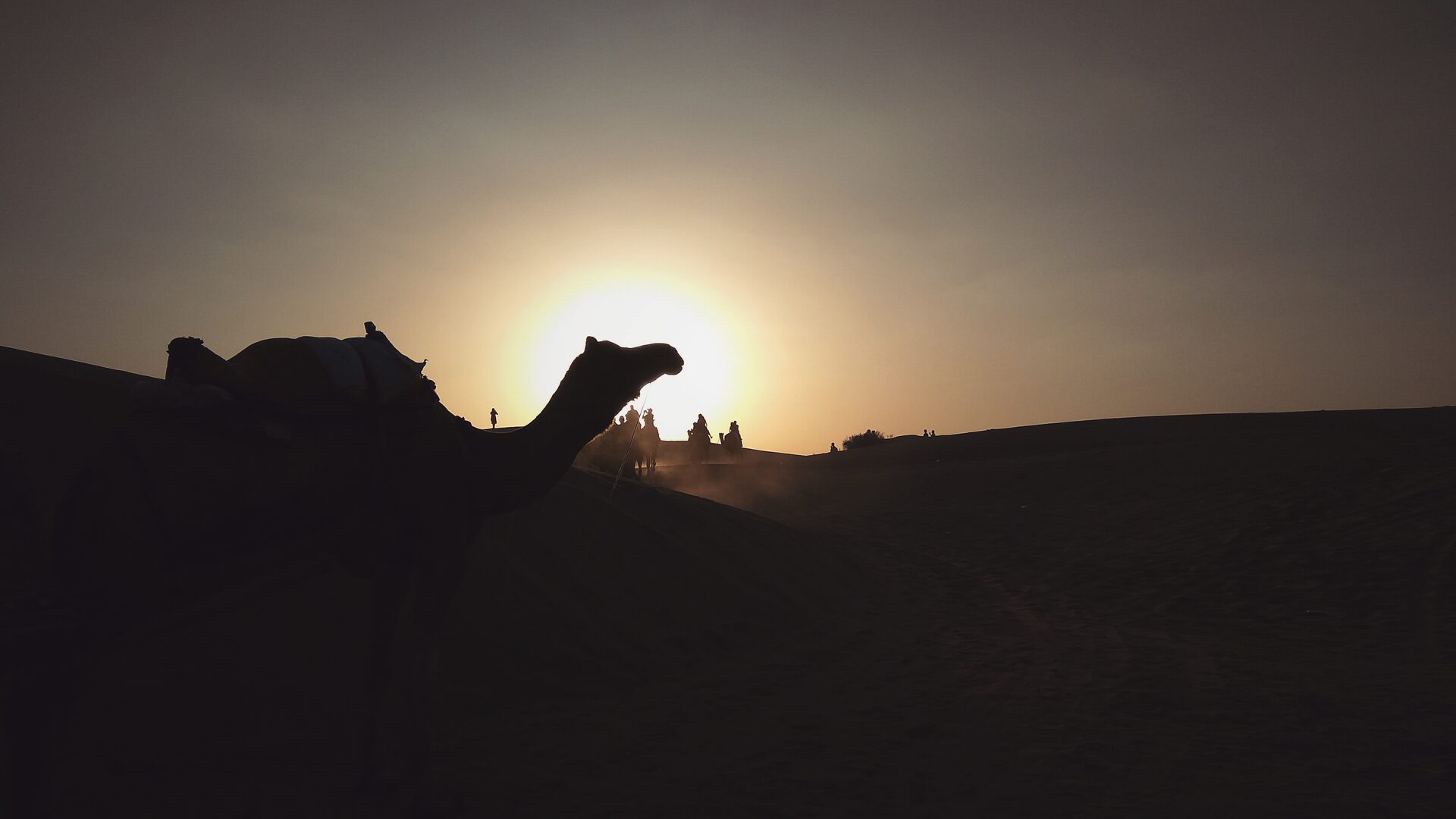 Desert Camel Safari